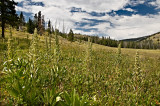 Meadow at Cascade Lake