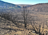 Burnt Trees on the Mountain Loop