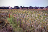 Farmhouse and Field, Camargue