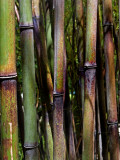 Sun Yat Sen Park #1 -- Bamboo