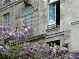 Wisteria and Wall