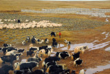 Herds of yaks and sheep alongside the railroad tracks