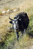 Small yak