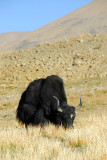 Big black yak