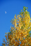 The crecent moon in the blue sky with autumn leaves
