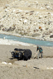 Double yak plow, Tibet