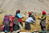 Villagers at Milarepas Cave processing the harvest