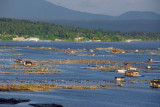 Aquaculture (fish farms) - northwest shore of Lake Taal