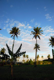 Tall palms, Late afternoon