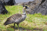Hawaiian Goose or Nēnē (Branta sandvicensis) Haleakala National Park