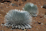 Haleakalā silversword (Argyroxiphium sandwicense macrocephalum) a rare plant