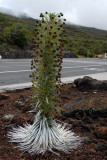 Blooming silversword near park headquarters, Haleakala National Park
