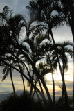 Kaanapali palms