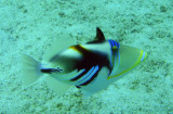 White-barred triggerfish (Rhinecanthus aculeatus)