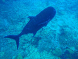 Giant trevally (Caranx ignobilis)