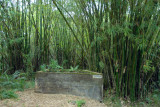 Bamboo forest leading to General Obata's command center