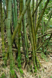 Bamboo forest, South Pacific Memorial Park