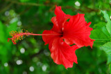 Red hibiscus (Gumamela)