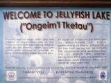 Welcome to Jellyfish Lake Ongeiml Tketau