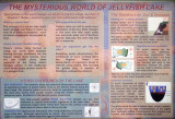 The natural history of Jellyfish Lake