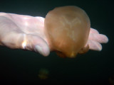 The Golden Jellies of Jellyfish Lake are harmless