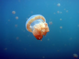 Golden Jelly (Mastigias etpisoni) Jellyfish Lake