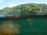 Palaus Jellyfish Lake from above and below the surface
