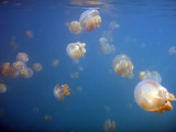 Golden Jelly (Mastigias etpisoni) Jellyfish Lake, Palau