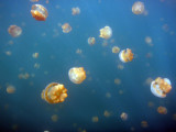 Jellyfish Lake, Eil Malk, Palau