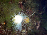 White sea anemone (Entacmaea medusivora) the main predator of jellyfish in Jellyfish Lake
