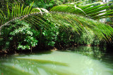 Upstream on the Ngerdorch River, Babeldaob, Palau