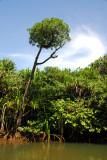 Ngerdorch River, Babeldaob, Palau