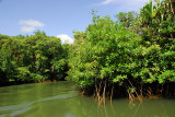 Ngerdorch River, Babeldaob, Palau