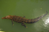 Small saltwater crocodile on the Ngerdorch River, Babeldaob, Palau