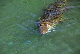 A second Saltwater Crocodile resident near the mouth of the river