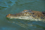 Saltwater Crocodile, Palau