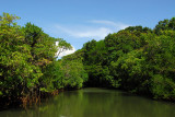 Ngerdorch River, Babeldaob, Palau