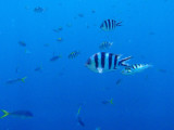 Scissortail sergeants just below the dive boat at the Big Drop-off