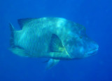 Napoleonfish (Cheilinus undulatus) Palau