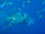 Napoleonfish surrounded by scissortail sergeants & blue and gold fusiliers (Caesio teres)