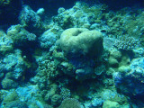 Shallow reef at the edge of the Big Drop-off, Palau