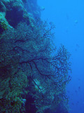 Fan coral, Big Drop-off