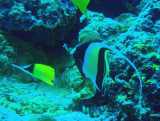 Moorish idol (Zanclus cornutus) and Longnose butterflyfish (Forcipiger flavissimus)