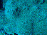 Coral, Big Drop-off