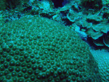 Coral, Big Drop-off