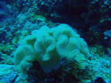 Coral, Big Drop-off