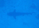 A shark resting at the bottom of the Big Drop-off