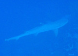 Whitetip Reef Shark (Triaenodon obesus) Palau