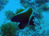 Humphead Bannerfish (Heniochus varius) Palau