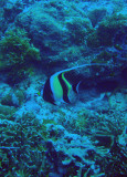 Moorish idol, German Channel, Palau